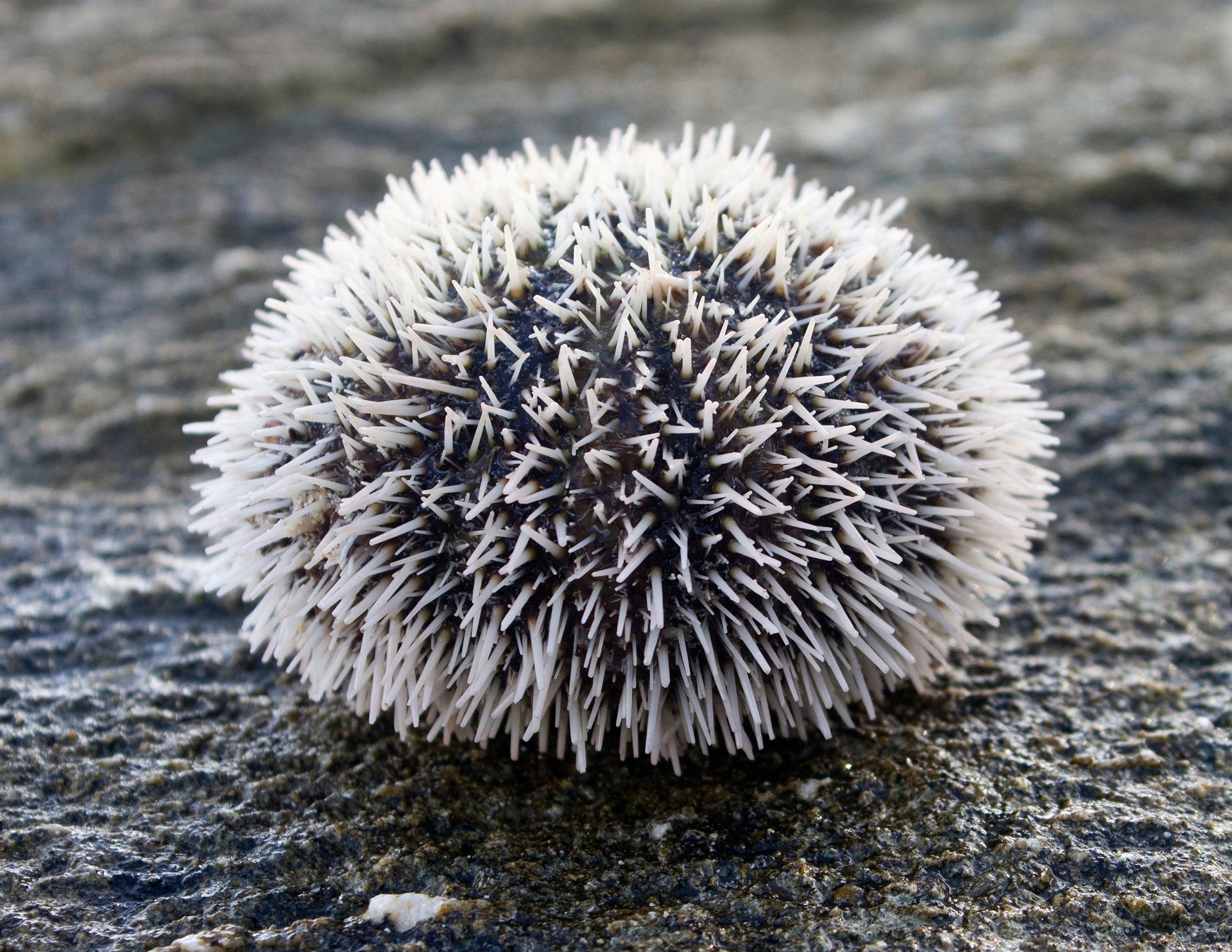 Beneath the Spines: The Hidden Beauty and Struggles of Sea Urchins