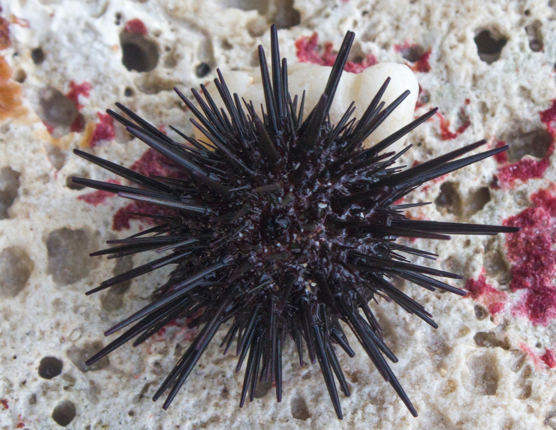 Black Sea Urchin - Diadema antillarum